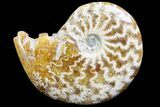 Polished, Agatized Ammonite (Cleoniceras) - Madagascar #73247-1